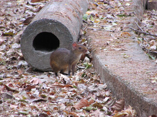 A baby agouti emerging from a den in the middle of the forest
