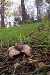 Fungo, Geastrum sp. Pineta di Baratz, SS, Sardegna, Italy.