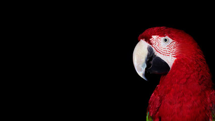Closeup of scarlet macaw parrot, isolated on black copy-space background.
