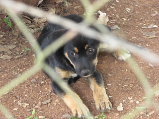 A sad puppy behind a fence in a field