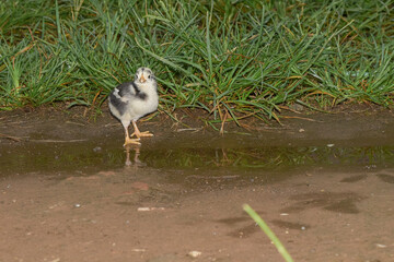 Village chicks are drinking water in puddles of rain water, cute little chickens