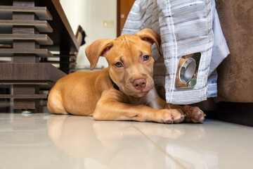 A pitbull dog lying on the floor near a sofa.