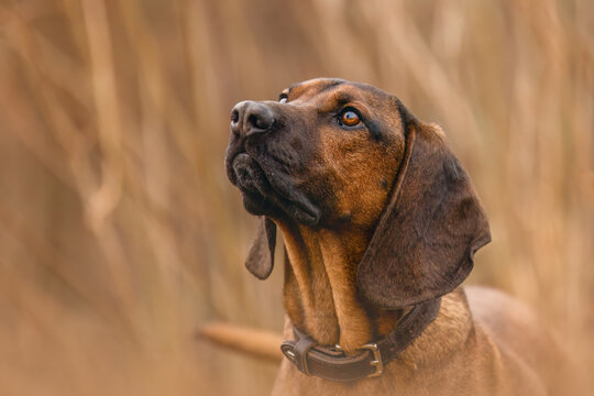 Head portrait of a bavarian mountain dog, bayerischer Gebirgsschwei&szlig;hund, BGS