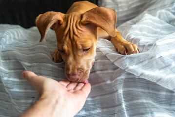 A pitbull dog lying on a sofa licking a human hand.