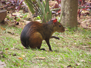 An agouti standing and cleaning its paws
