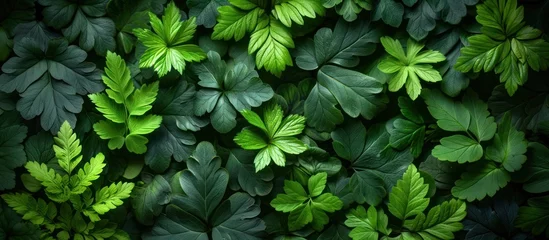 Fotobehang leafy green fern background © KRIS
