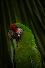 Guacamaya 