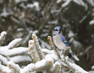 A bluejay perched in a snow covered pine tree branch