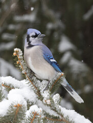 A bluejay perched in a snow covered pine tree branch