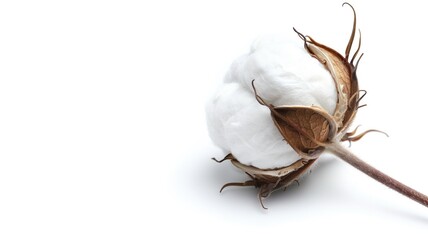 Cotton boll isolated on a white background