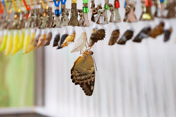 Selective focus newly emerged butterfly drying wings among chrysalises and cocoons. World Wildlife Day. National learn about butterflies day.