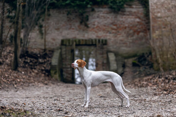 A braque Saint germain hound dog in front of a wall in a forest outdoors