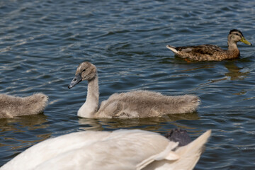 grey chicks of the white sibilant swan with grey down