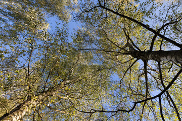 Fototapeta premium changing the color of foliage on birch trees in autumn weather