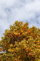 Fototapeta na wymiar oak tree during the autumn season before leaf fall