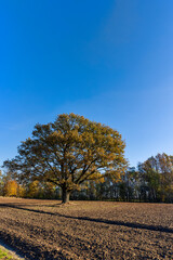 an old huge oak with orange autumn foliage