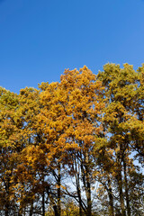 beautiful and bright orange maple foliage in autumn