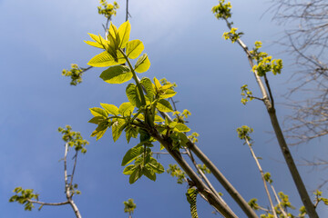 a flowering walnut tree in the spring season, a spring park