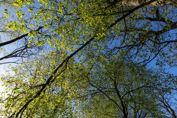 deciduous trees in a mixed forest in the spring season