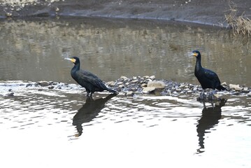 Great cormorant ( Phalacrocorax carbo ). A black water bird that captures fish underwater, carries them to the surface, and swallows them.