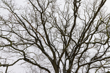 Fototapeta na wymiar an old oak tree in winter during a snowfall, falling snow