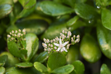 Flowers of a jade plant filled