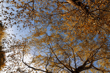 changing the color of foliage on birch trees in autumn weather
