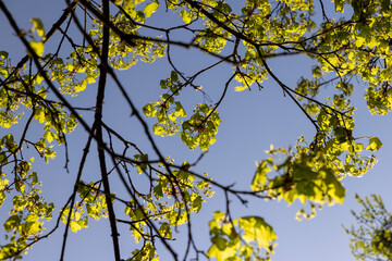 green foliage on a maple tree in spring bloom