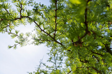 soft green needles on larch in spring, close-up