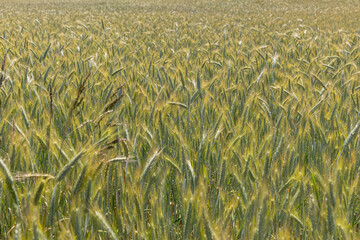 beautiful golden ripe wheat ears in the summer
