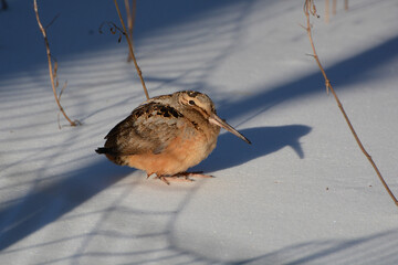 American Woodcock (Scolopax minor) walking on snow. The woodcock, or timberdoodle, is a plump...