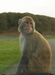portrait of a macaque