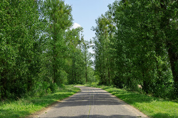 paved old road in the forest in summer