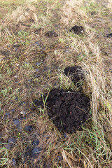 Obraz premium yellow and dry grass in winter after the snow melts