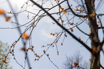 spring park with birch trees with the first red foliage