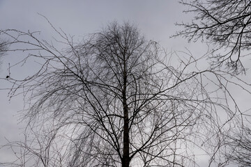cloudy weather in windy weather in the winter park with birch tree