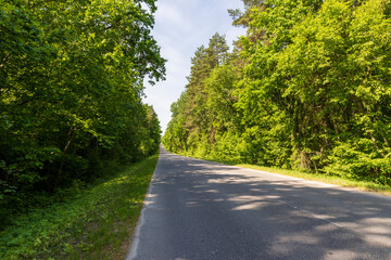 paved road with trees in the forest in sunny weather
