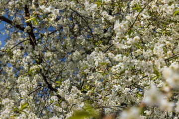 spring garden with cherry blossoms in sunny weather