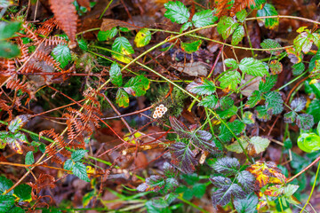 Small Mushrooms in fall