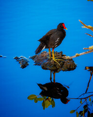 Moorhen sitting on rock in pond, Galapagos