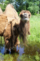 Portrait of a camel standing on swamp