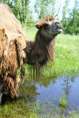 Portrait of a camel standing on swamp