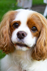 Portait of a Cavalier King Charles Spaniel