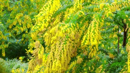 Fototapeta na wymiar A sprig of mimosa flowers, adding a touch of springtime to any arrangement.