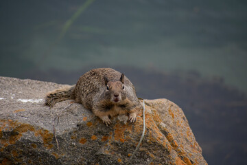 Ground Squirrel