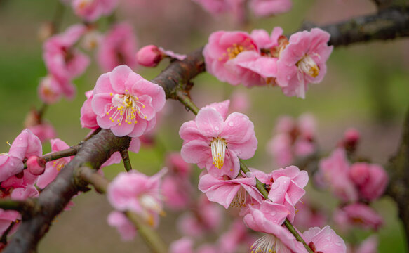 春雨に濡れるピンク色の梅の花 © かめです