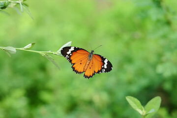Fototapeta na wymiar An Orange Butterfly Danaus chrysippus