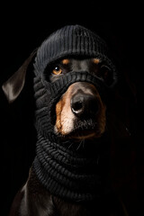 Dog in Mask Humorous Portrait