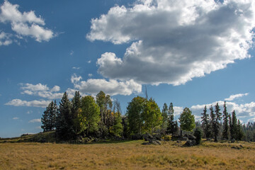 Obraz premium Forest in the White Mountains of Arizona