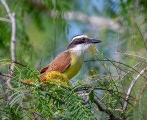 Great Kiskadee